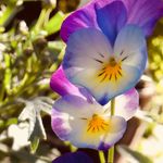 Monica Simonsen - @mygarden365 - Instagram
