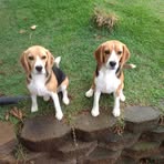 Monica Trimble - Facebook