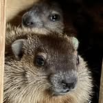 Monica Tuttle - @whistlepigorchard - Instagram