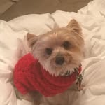 Oscar Bentley - @monifasmith38 - Instagram