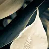 Monique - @monique.blank - TikTok