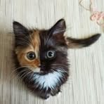 Monique Brasseur - Facebook