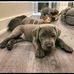 Monique Cane Corso puppies for adoption and rehoming - Facebook