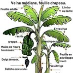 Monique Desir - Facebook