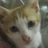 diamant et mes autre animaux - @monique.dufresne401 - TikTok