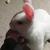 Monique_og_mine_dyer - @monique_og_mine_dyer - TikTok