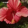 Monique Edmond - @monique.edmond7 - TikTok