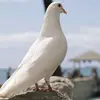 Monique Lambert - @monique.lambert5 - TikTok