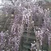 moniquelemaire366 - @moniquelemaire366 - TikTok