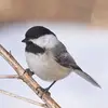 moniquelemaire870 - @moniquelemaire870 - TikTok