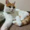 MoniqueLin - @vwehnahggpj - TikTok