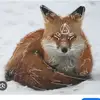 Koi - @moniquemayer - TikTok