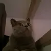 Monique Owens - @moniqueowens1 - TikTok