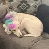 Monique Barrales - @moniqueplatt481 - TikTok