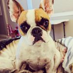 Monique Pope - @misshamilton_the_frenchie - Instagram