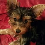 Monique Russell - @the.yorkie.prince - Instagram
