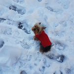 Monique Thibault - @monique.thibault.988 - Instagram