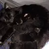 monique_trahan_barra - @monique_trahan_ba - TikTok