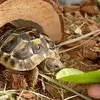 turtle_monique - @turtle_monique - TikTok