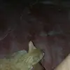 Monique23 - @villamonique - TikTok