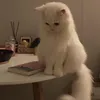 MoniqueWarner - @00r4lcvvp81 - TikTok