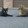moniquewhyte - @moniquewhyteeee - TikTok