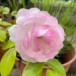 Monique - @monique_wild_garden - Instagram