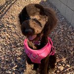 COCO MONROE ALEXANDER 🎀 - @cocomonroethepoodle - Instagram