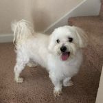 Monroe Alexander C. - @monroethemalpoo - Instagram