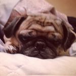 Monroe Walker - @monroethepug - Instagram