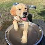 Monte Andrews - @golden.monte.girl - Instagram