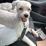 Monte Bennett - @duhhmontethedog - Instagram