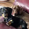 Monte & Benson - @monte.benson - TikTok