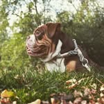 Monte 🐶 - @monte_englishbulldog - Instagram