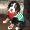 Monte the berner! ✨☺️ - @monte_goodboi - TikTok