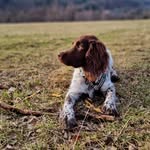 Monte | Polish Hunting Spaniel - @monte.onthehunt - Instagram