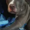 deamontejackson - @guccigang34589 - TikTok