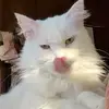 Roberta Montgomery Gray - @roberta.montgomer - TikTok