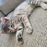 Tilly Montgomery & Gray Girl - @adventureswithtillyandgray - Instagram