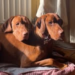 Benson & Monty🤍 - @benson.and.monty.the.vizslas - Instagram