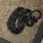 Monty Bishop - @monty123_the_snake - Instagram