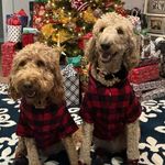 Monty & Ollie Clark - @_doodlebrothers_ - Instagram