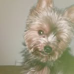 Monty doyle - @monty_the_dog14 - Instagram