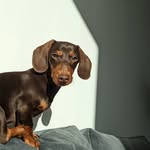 Monty Hooper Cassidy - @minimonty2022 - Instagram