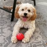 Monty M. Moore 🐾🐶🦴 - @awwwmonty - Instagram