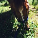 Monty Moore Tremblay - @monty_the_quarter_horse - Instagram