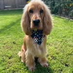 🐶 Monty Watson 🐶 - @monty_watson_the_golden_cocker - Instagram