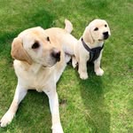 Monty & Watson - @montyandwatson - Instagram