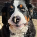 Monty Watson - @monty_the_bernese_ - Instagram