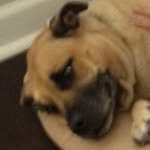 MONTY WILSON WATSON - @montythepittweiler - Instagram